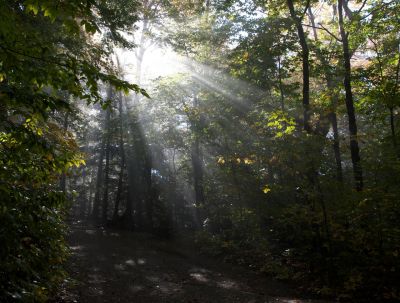 foret.jpg