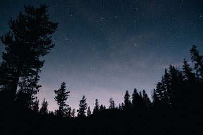 foret-nuit.jpg