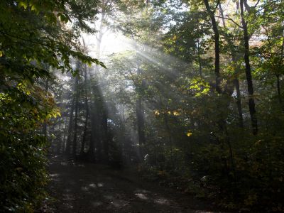 foret.jpg